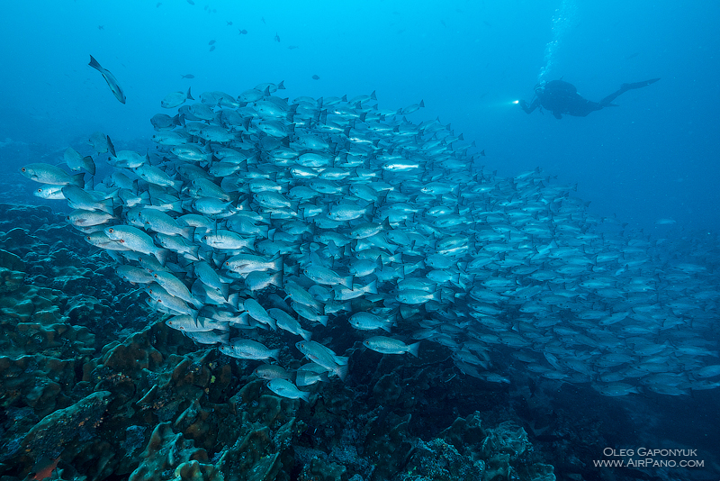 Among thousand fishes. Diving with Caranx. Malpelo Island, Colombia