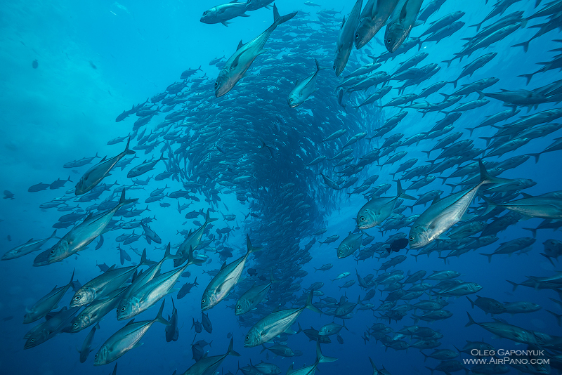 Among thousand fishes. Diving with Caranx. Malpelo Island, Colombia