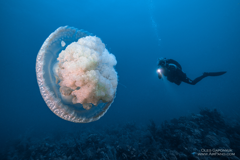 Jellyfish