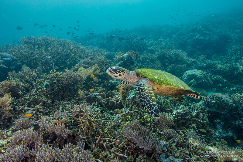 Diving with turtle