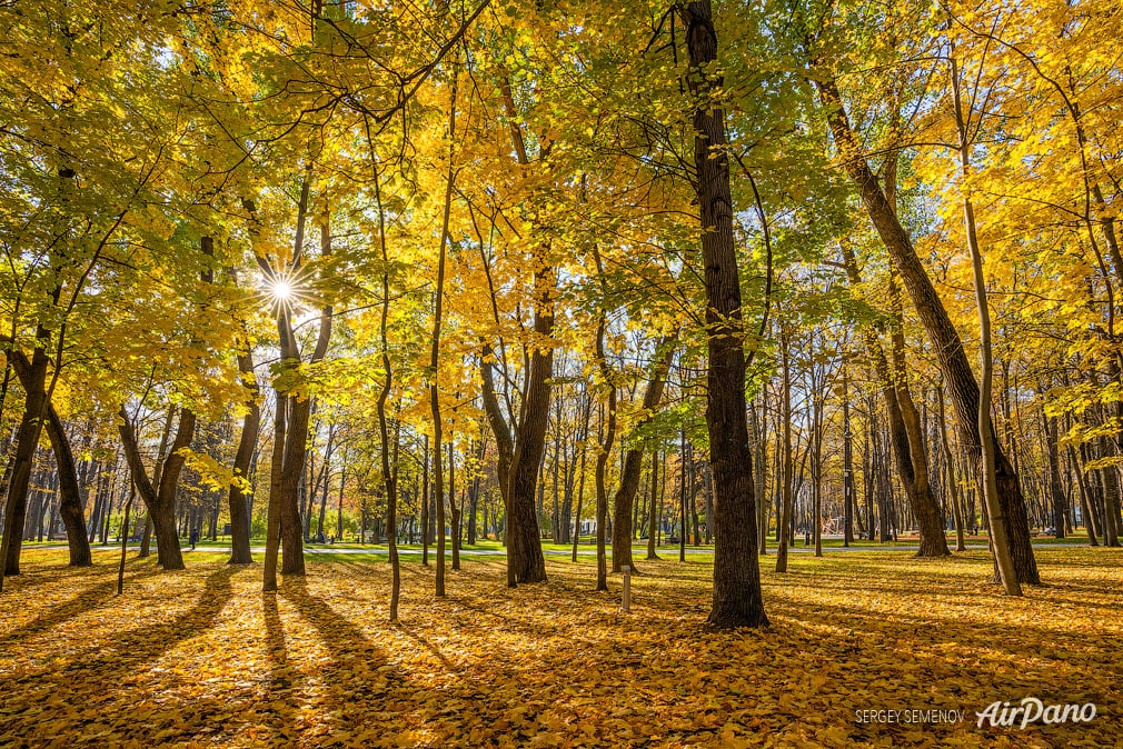 Sunny day in autumn forest