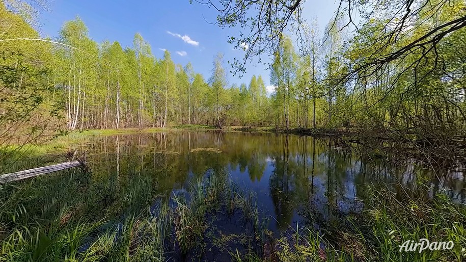 Four Seasons. Spring Forest