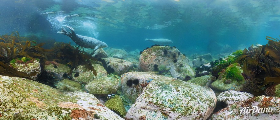 Diving with spotted seals. Sea of Japan, Russia