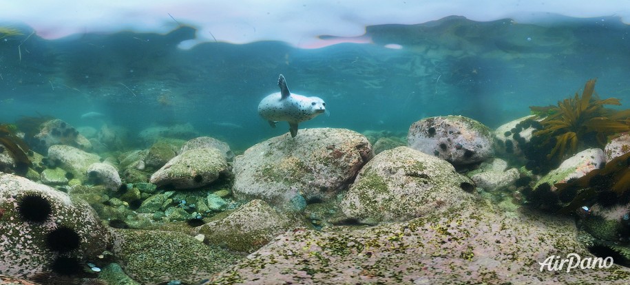 Diving with spotted seals. Sea of Japan, Russia