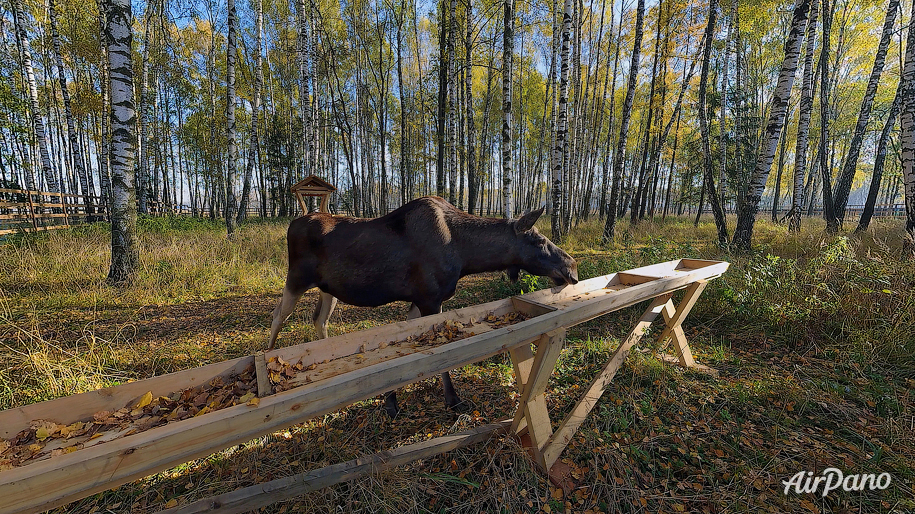 Elk