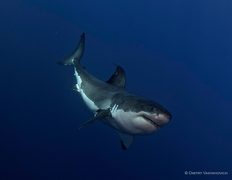 Great white shark