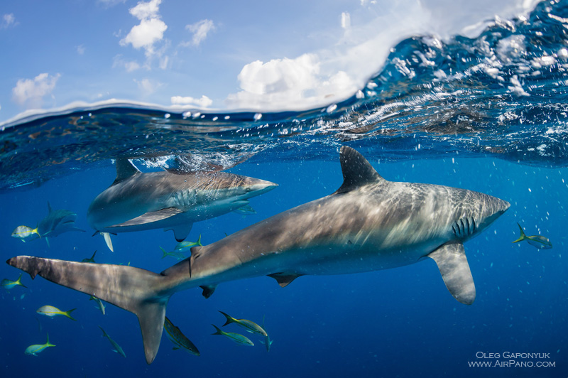 Sharks, Gardens of the Queen, Cuba