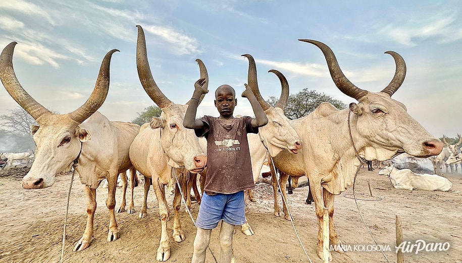 Mundari and cows