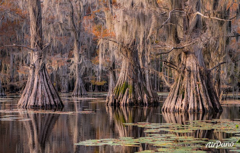 Bald cypress swamps, Louisiana-Texas, USA