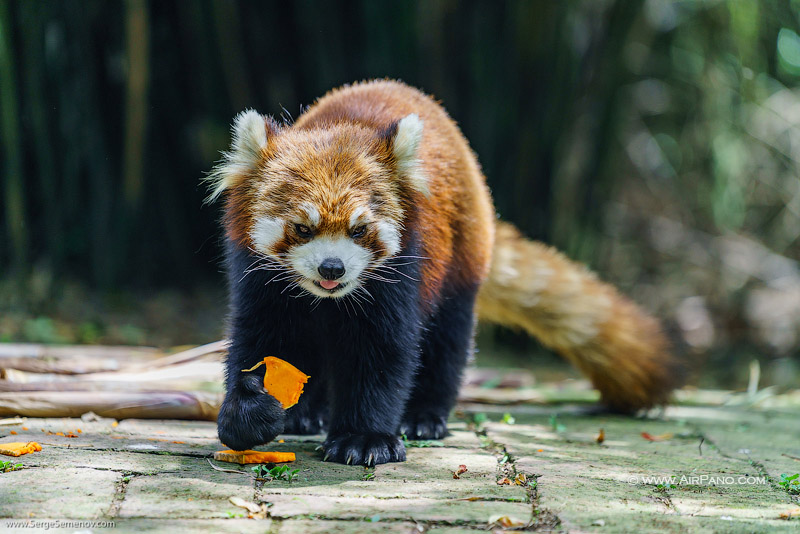 Chengdu Research Base of Giant Panda Breeding, China