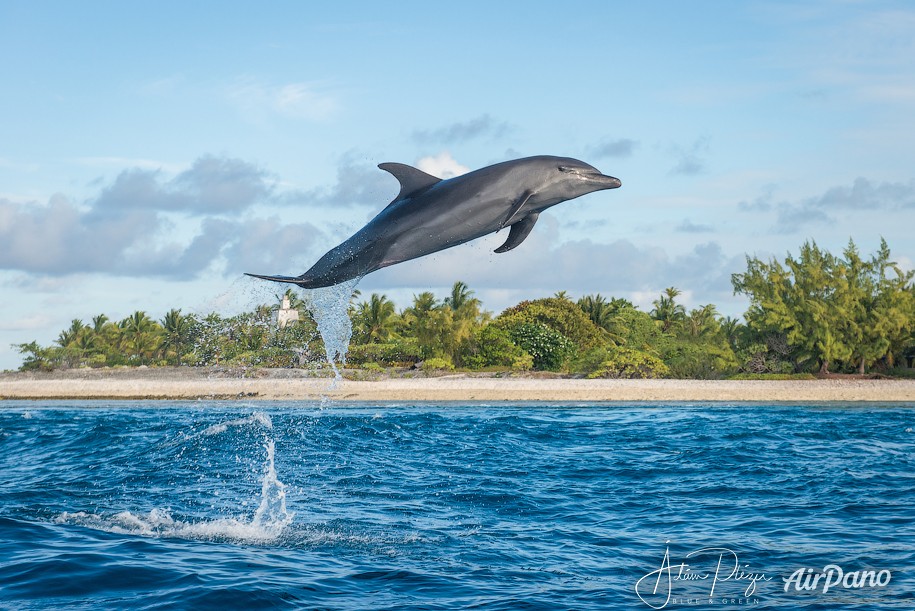 Dolphin. Rangiroa, French Polynesia