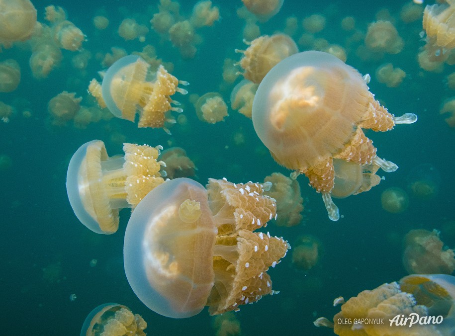 Jellyfish Lake, Palau