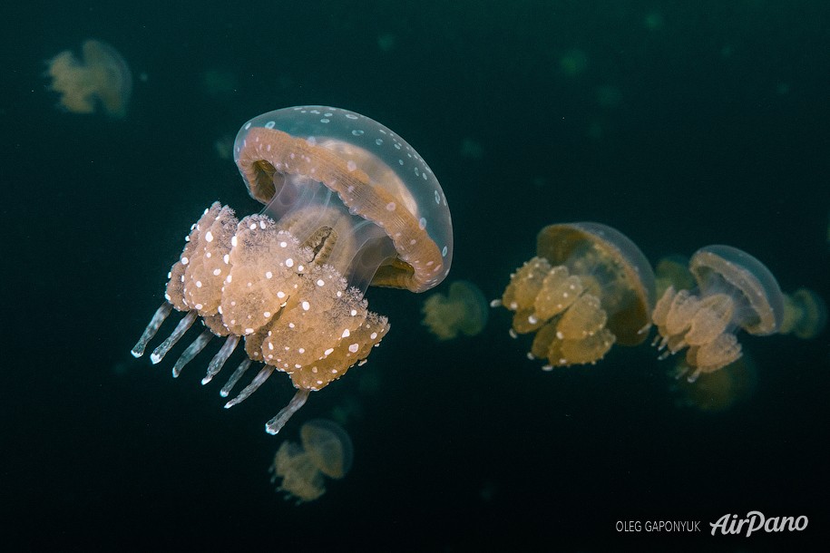 Jellyfish Lake, Palau