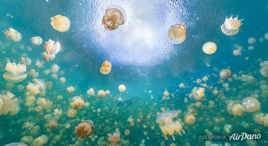 Jellyfish Lake, Palau