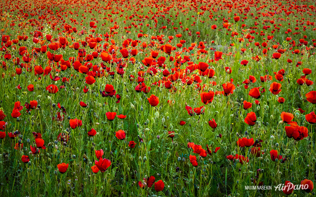 Poppies