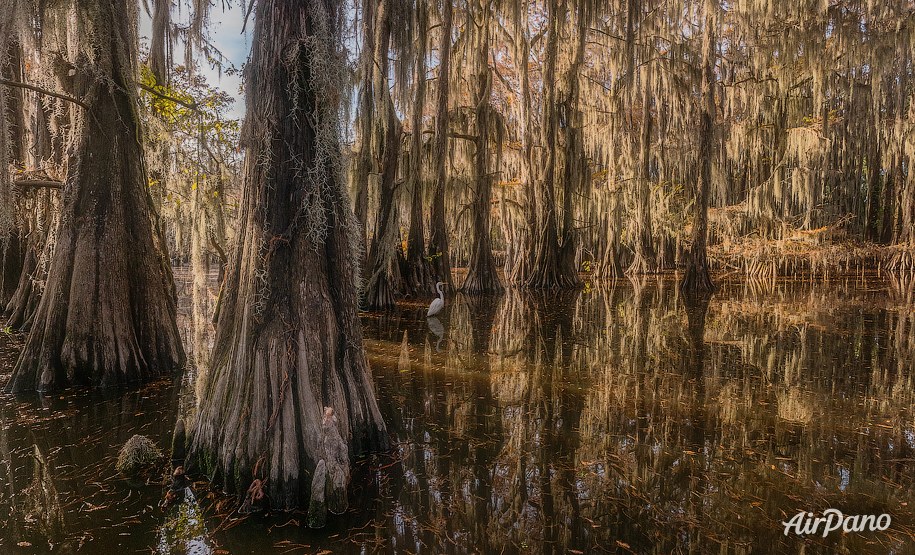 Bald cypress swamps, Louisiana-Texas, USA