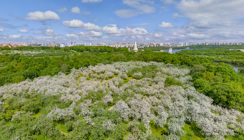 Blooming apple orchards. Moscow, Kolomenskoye