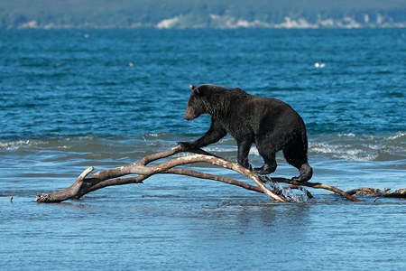堪察加半岛 克罗诺茨基保护区的熊之旅
