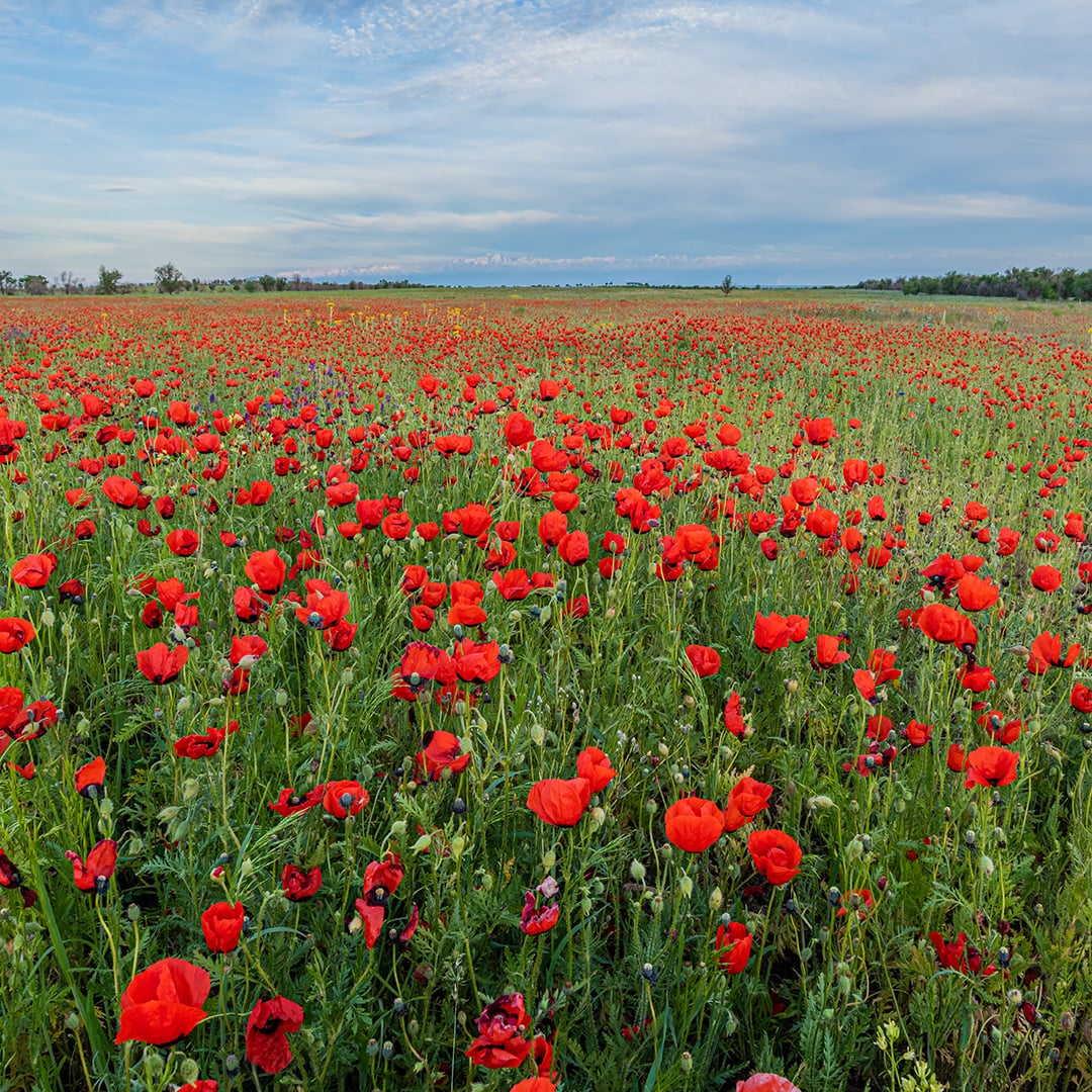 Over the poppy field
