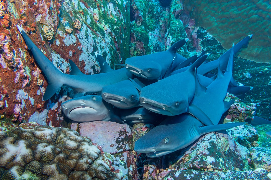 Alimatha, Maldives, diving with Nurse Sharks