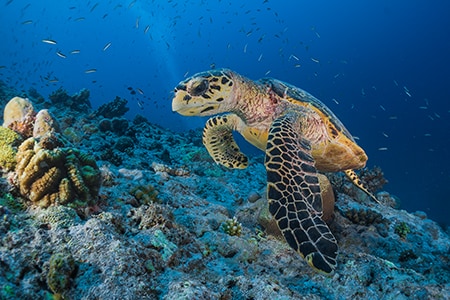 埃及 马萨阿拉姆 海洋生物