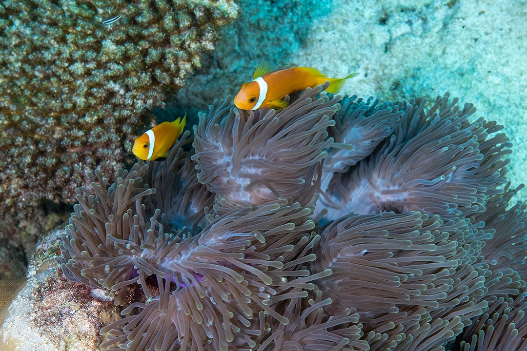 马尔代夫 海底天堂