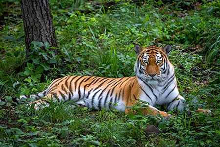 普里莫尔斯基野生动物园 野生猫科动物