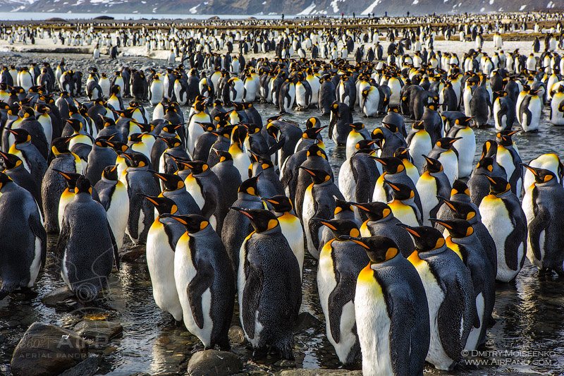 Antarctica, South Georgia Island