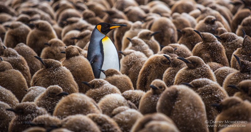 King penguins