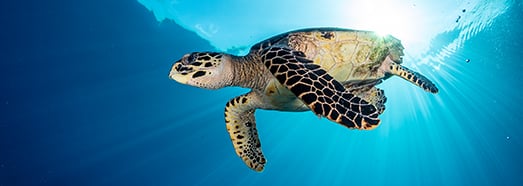 Aldabra, Seychelles. World's youngest coral atoll