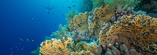 埃及 马萨阿拉姆 海洋生物