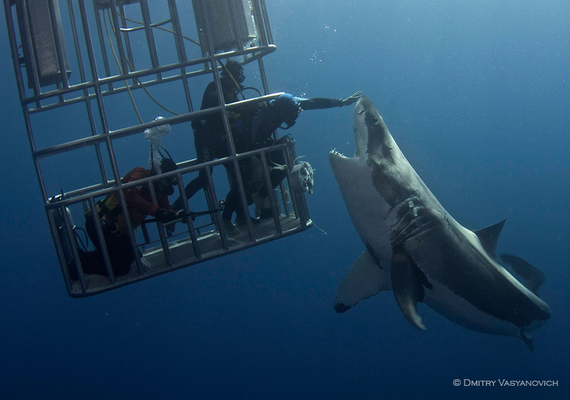 Diving with great white shark