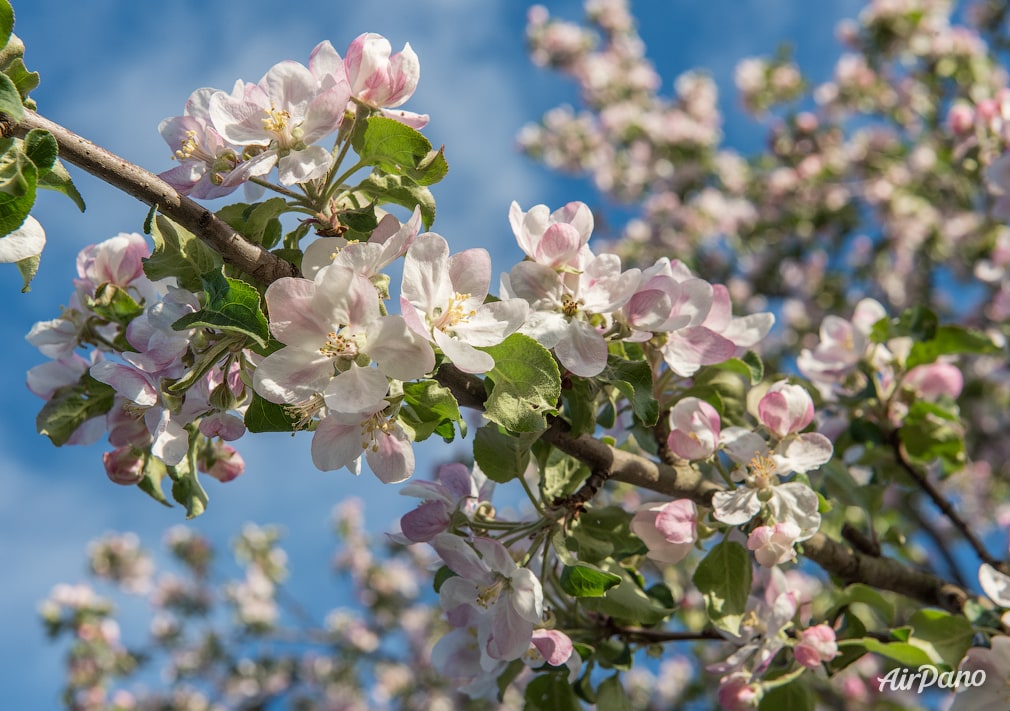 Blooming apple garden