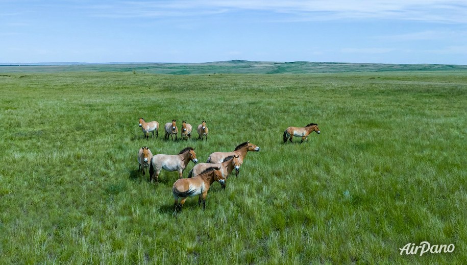 Orenburg Nature Reserve. Pre-Ural Steppe