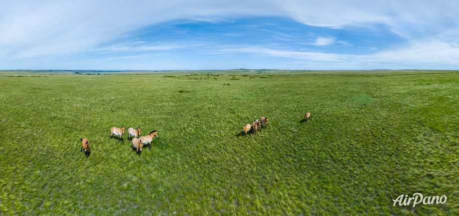 Orenburg Nature Reserve. Pre-Ural Steppe