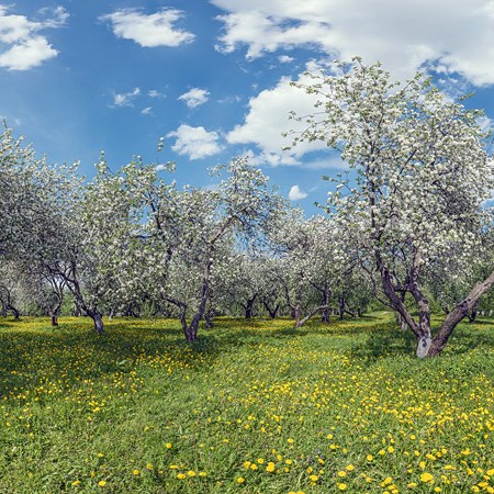 莫斯科 科洛门斯科耶 盛开的苹果园