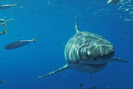 与大白鲨一起潜水