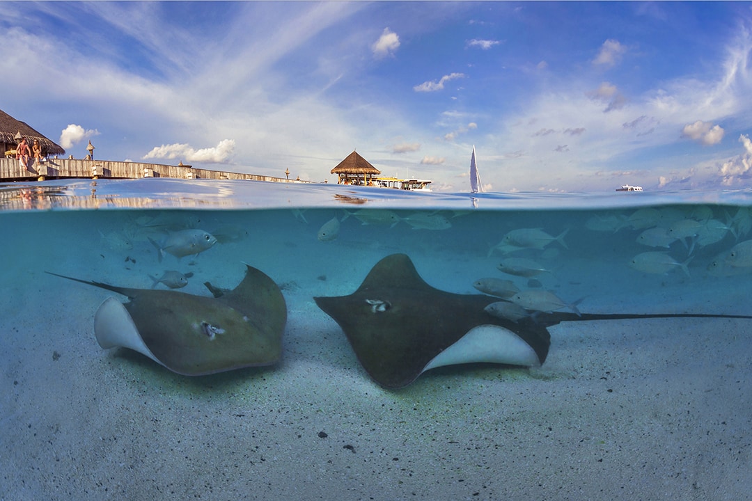 Snorkeling Maldives. VR Relaxation