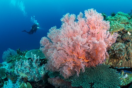 水下乐园 珊瑚世界