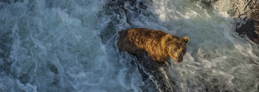 坎巴尔纳亚河 堪察加半岛的熊