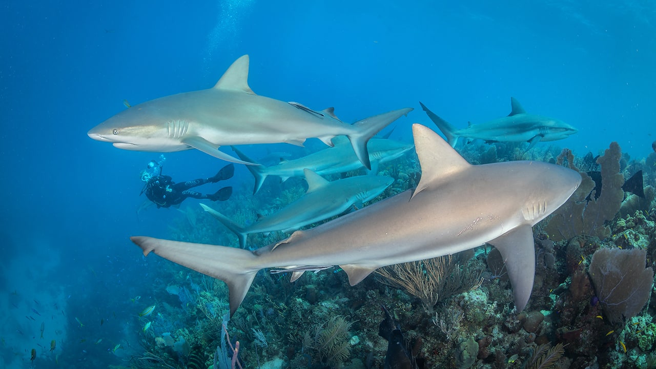 与世界各地的鲨鱼一起潜水