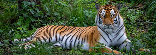 普里莫尔斯基野生动物园 野生猫科动物